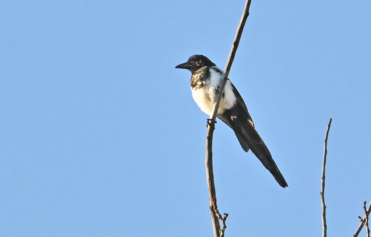 Black-billed Magpie - ML643480724
