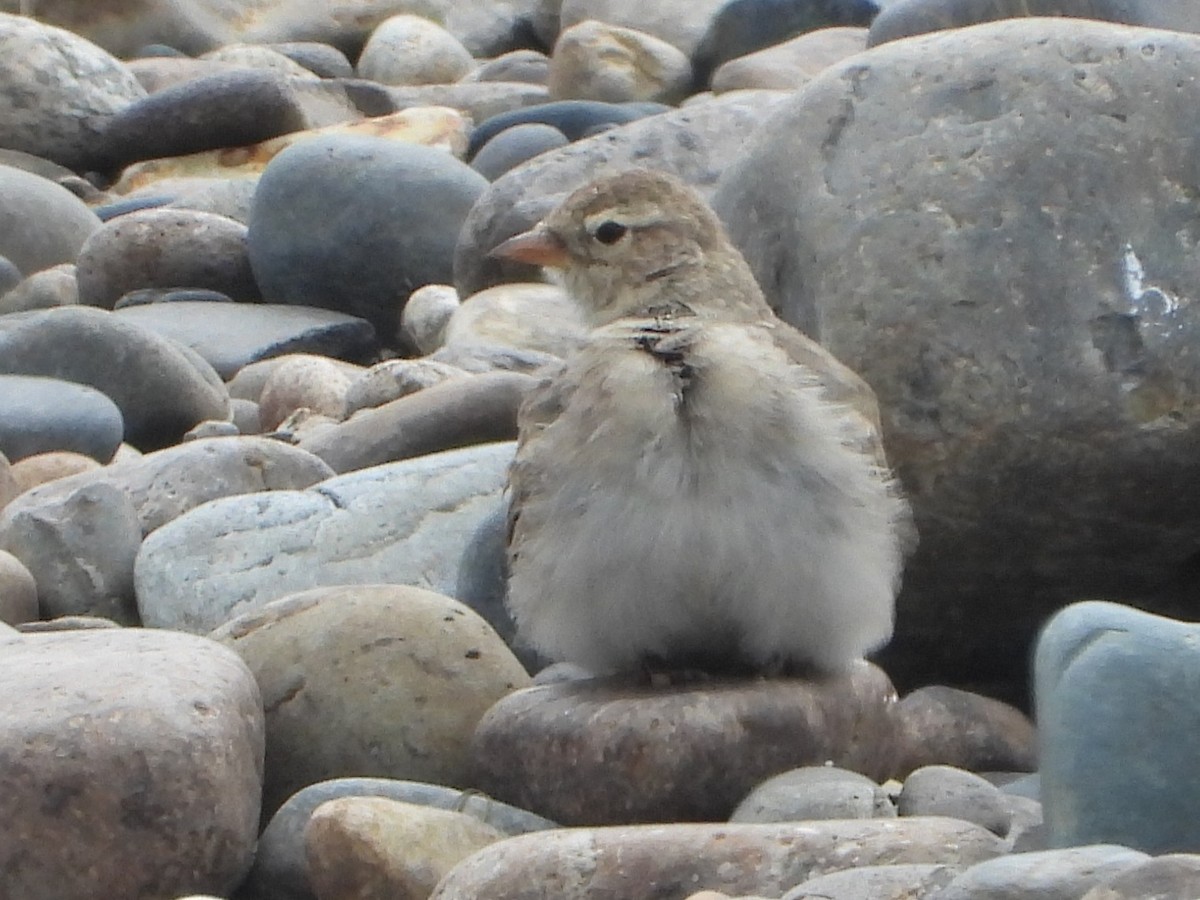 Hume's Lark - ML643480730