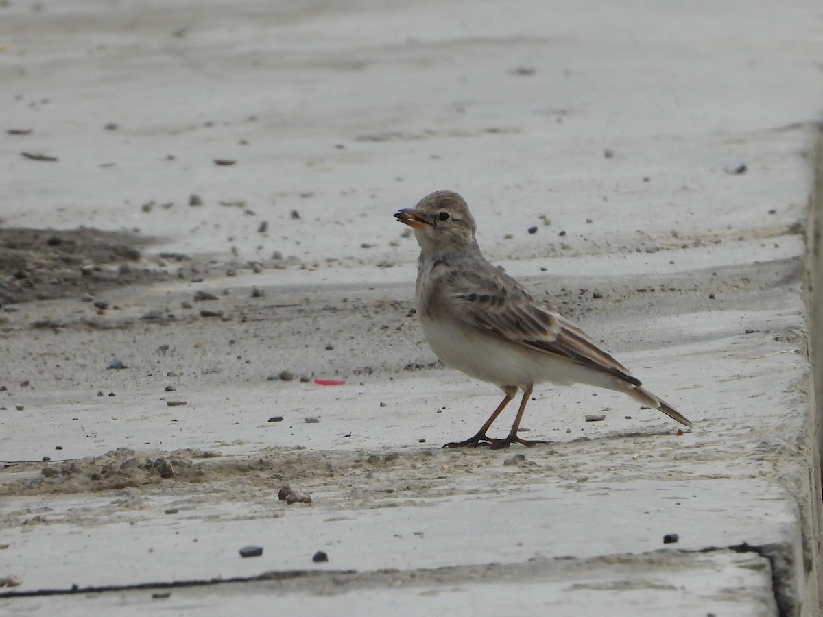 Hume's Lark - ML643480731