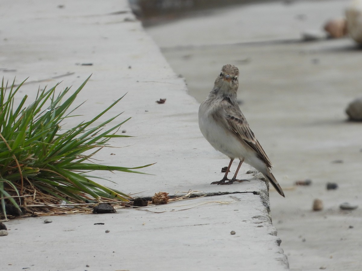 Hume's Lark - ML643480732