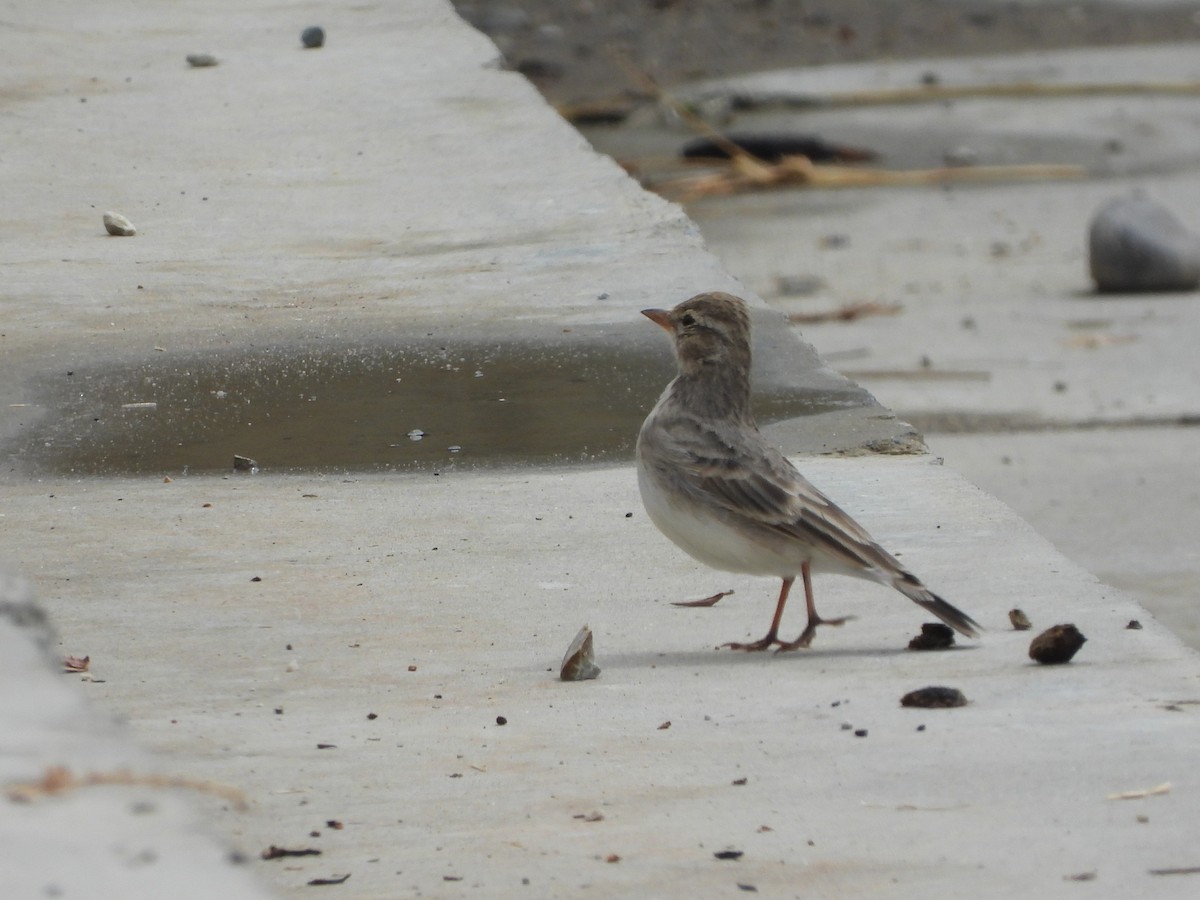 Hume's Lark - ML643480733