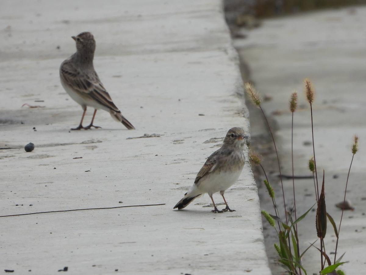 Hume's Lark - ML643480734