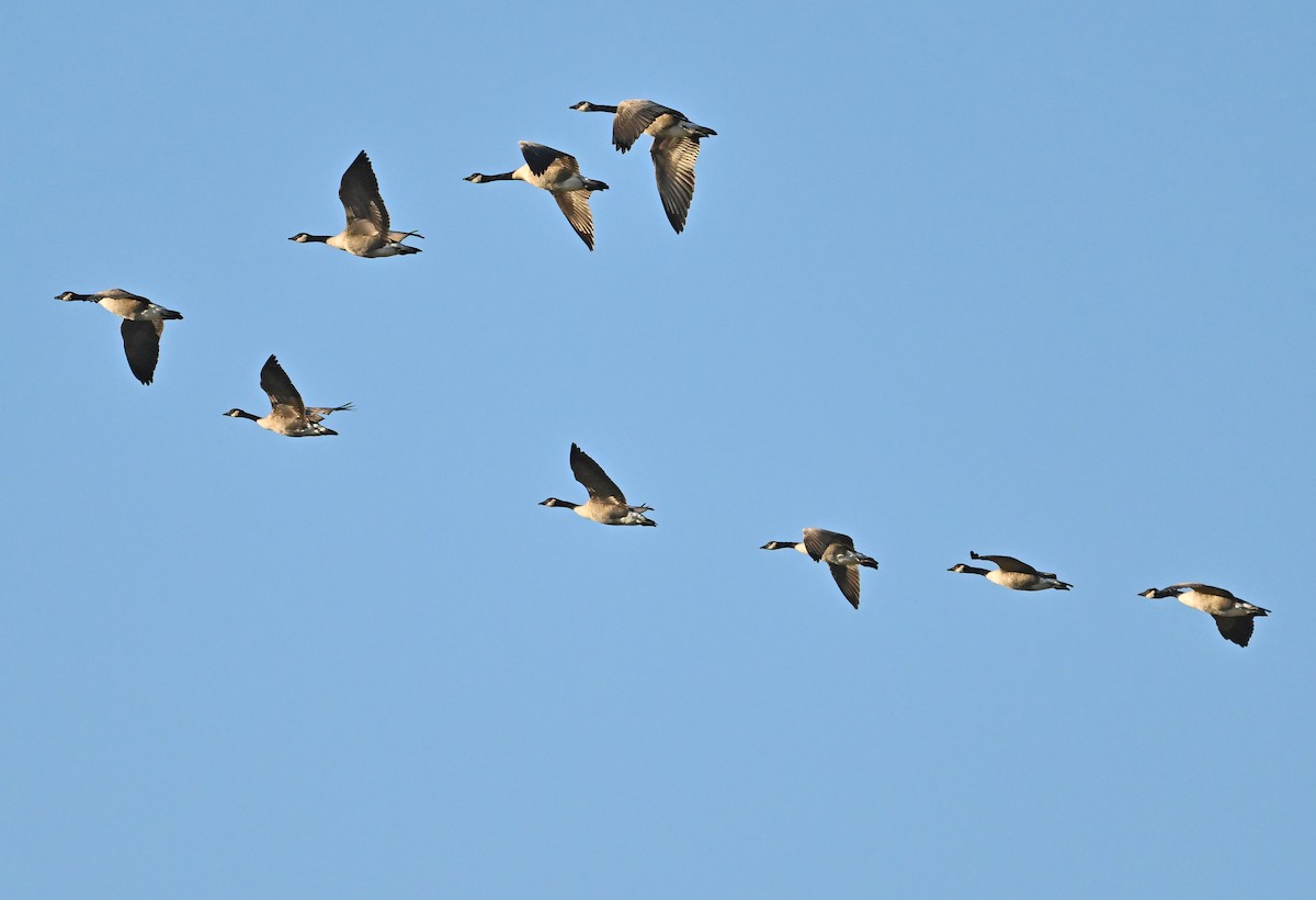 Canada Goose - ML643480735