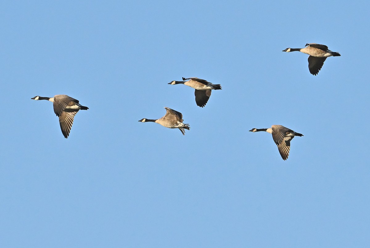 Canada Goose - ML643480741