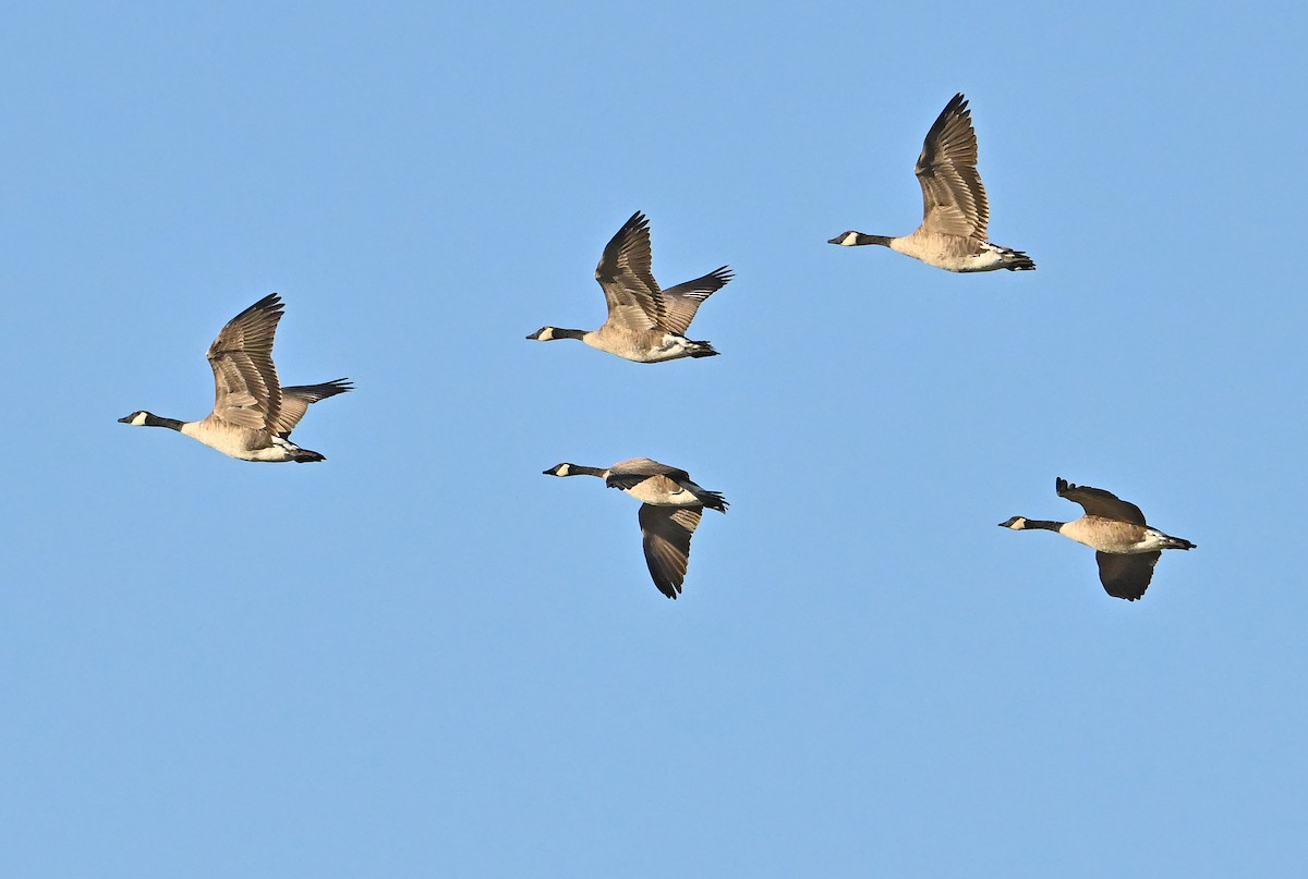 Canada Goose - ML643480745