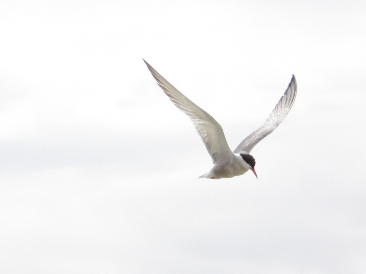 Common Tern (hirundo/tibetana) - ML643480749