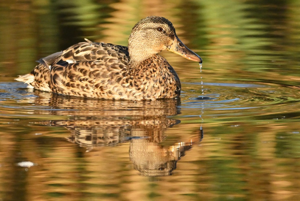Mallard - ML643480752