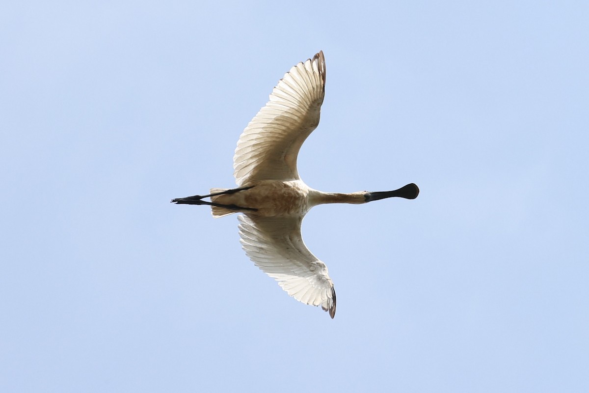 Royal Spoonbill - ML643480753