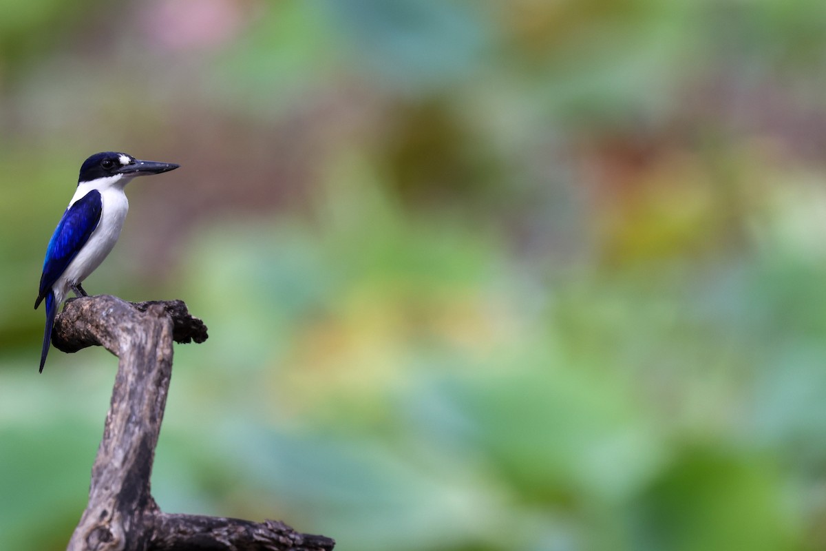 Forest Kingfisher - ML643480755