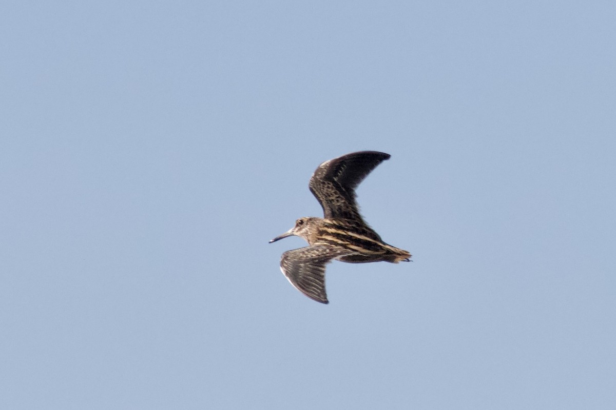 Jack Snipe - ML643480771