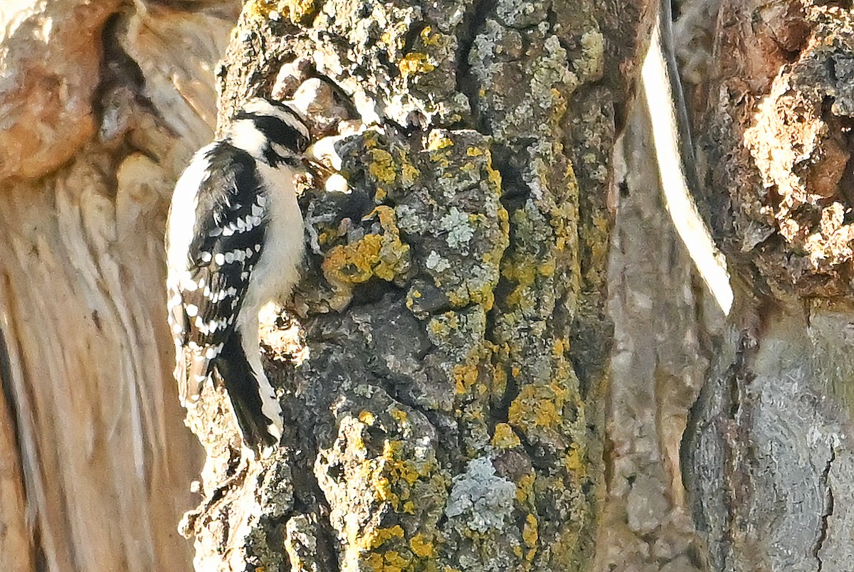 Downy Woodpecker - ML643480777