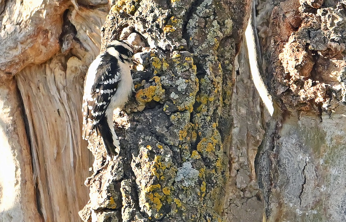 Downy Woodpecker - ML643480778