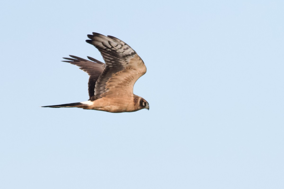 Aguilucho Papialbo - ML643480779