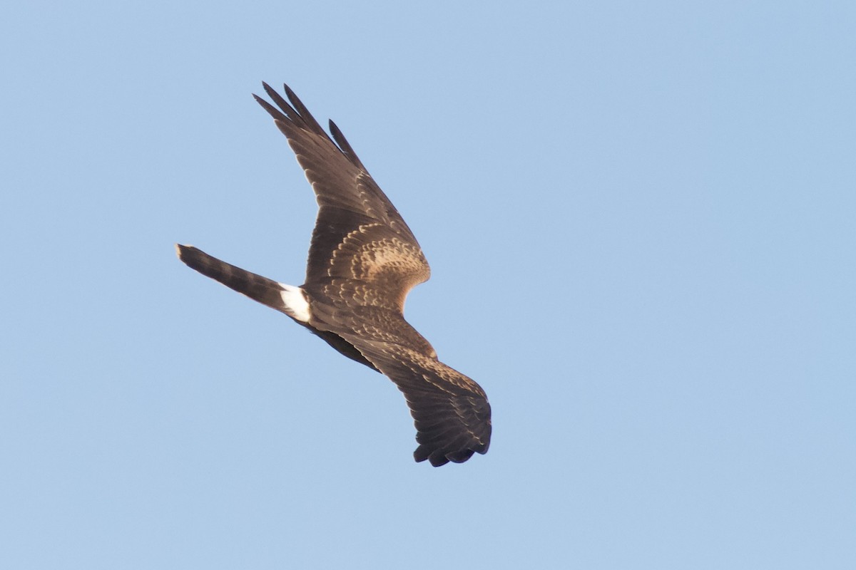 Aguilucho Papialbo - ML643480780
