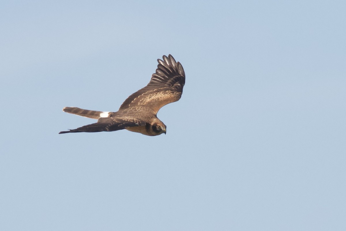 Aguilucho Papialbo - ML643480782