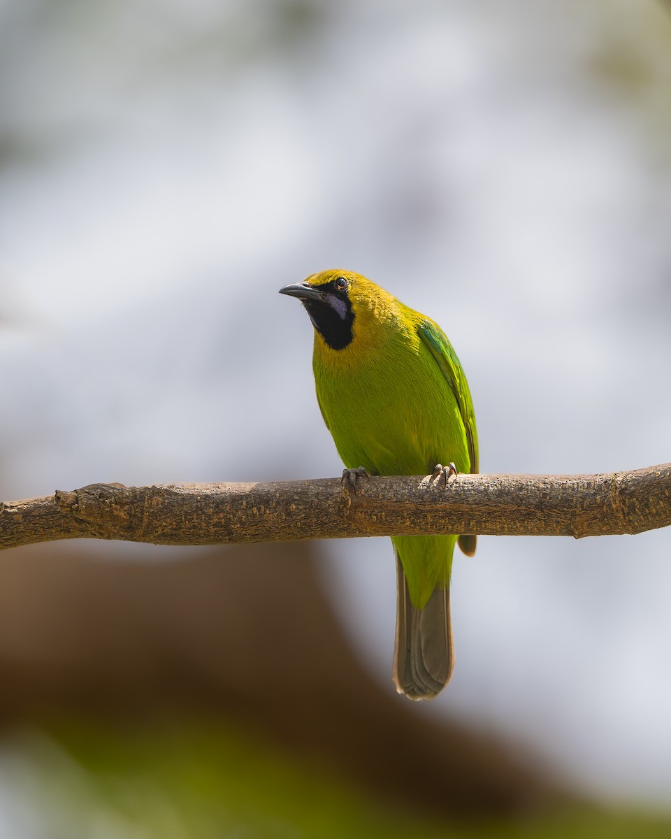 Jerdon's Leafbird - ML643480783