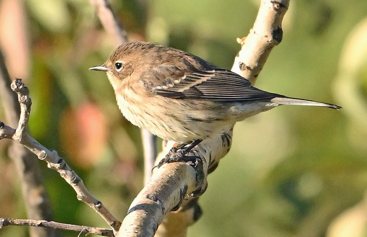 lesňáček žlutoskvrnný (ssp. coronata) - ML643480784