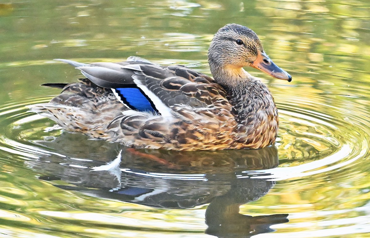 Mallard - ML643480791
