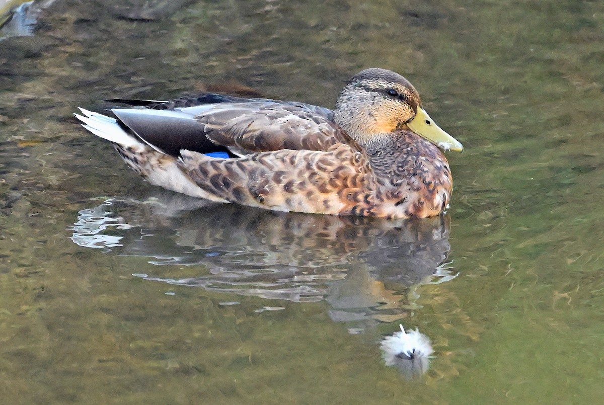 Mallard - ML643480794