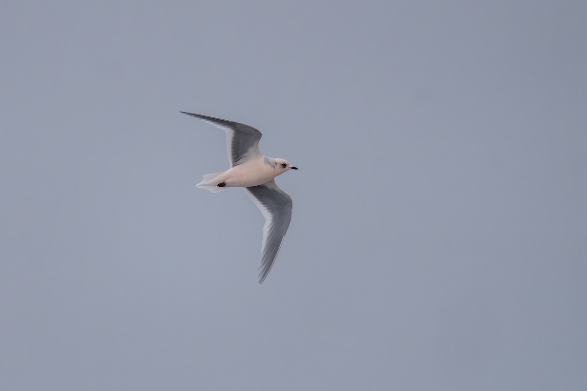 Pembe Martı - ML643480823