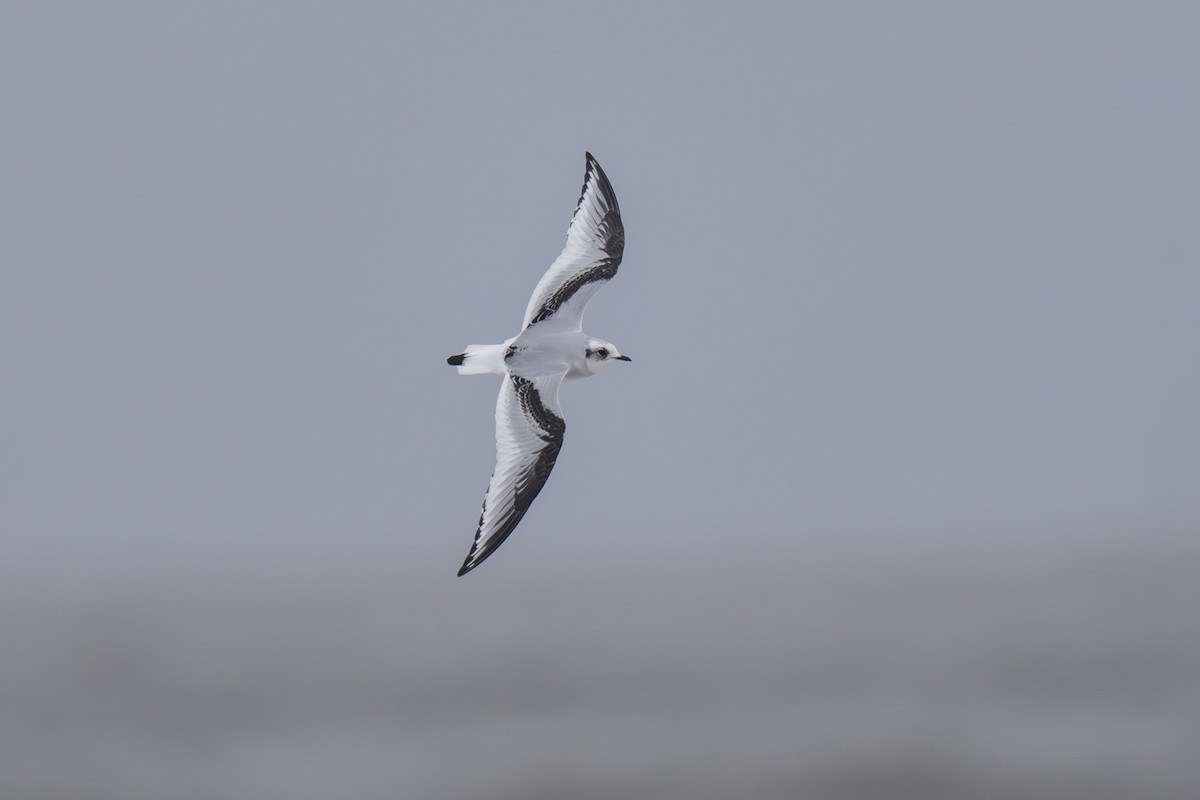 Pembe Martı - ML643480824