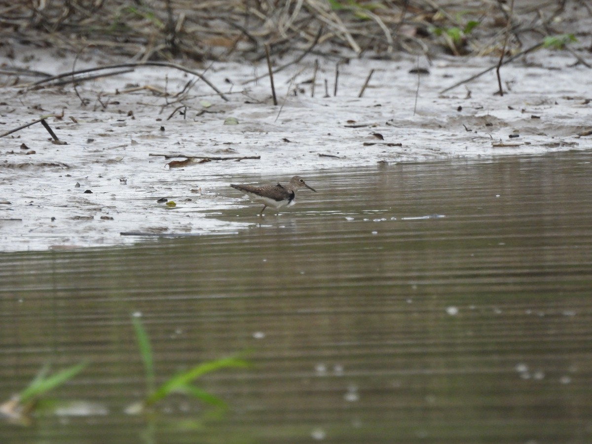 Solitary Sandpiper - ML643480828