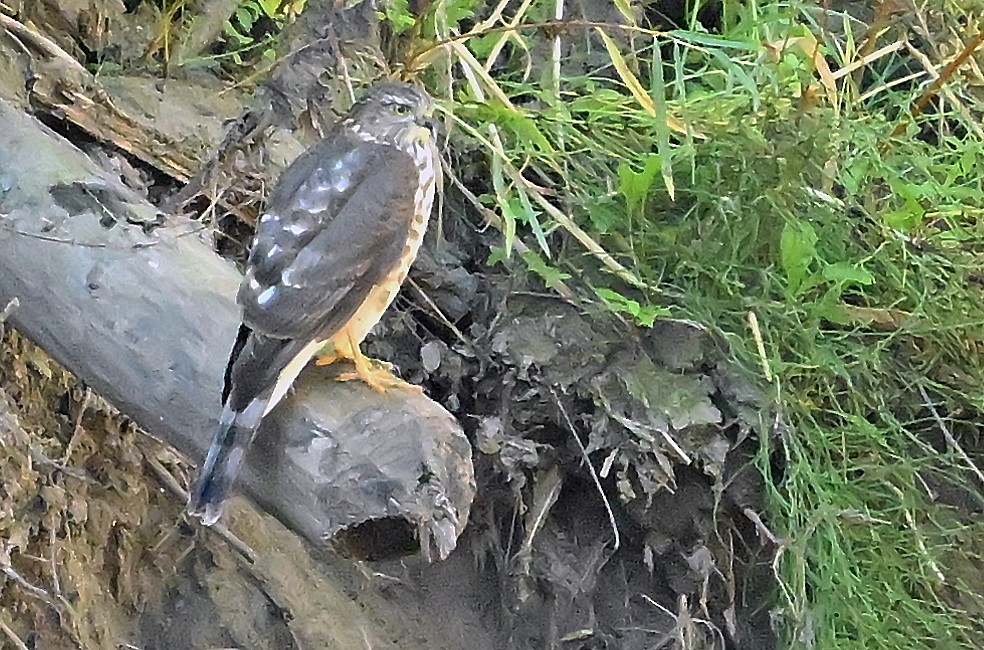 Sharp-shinned Hawk - ML643480838