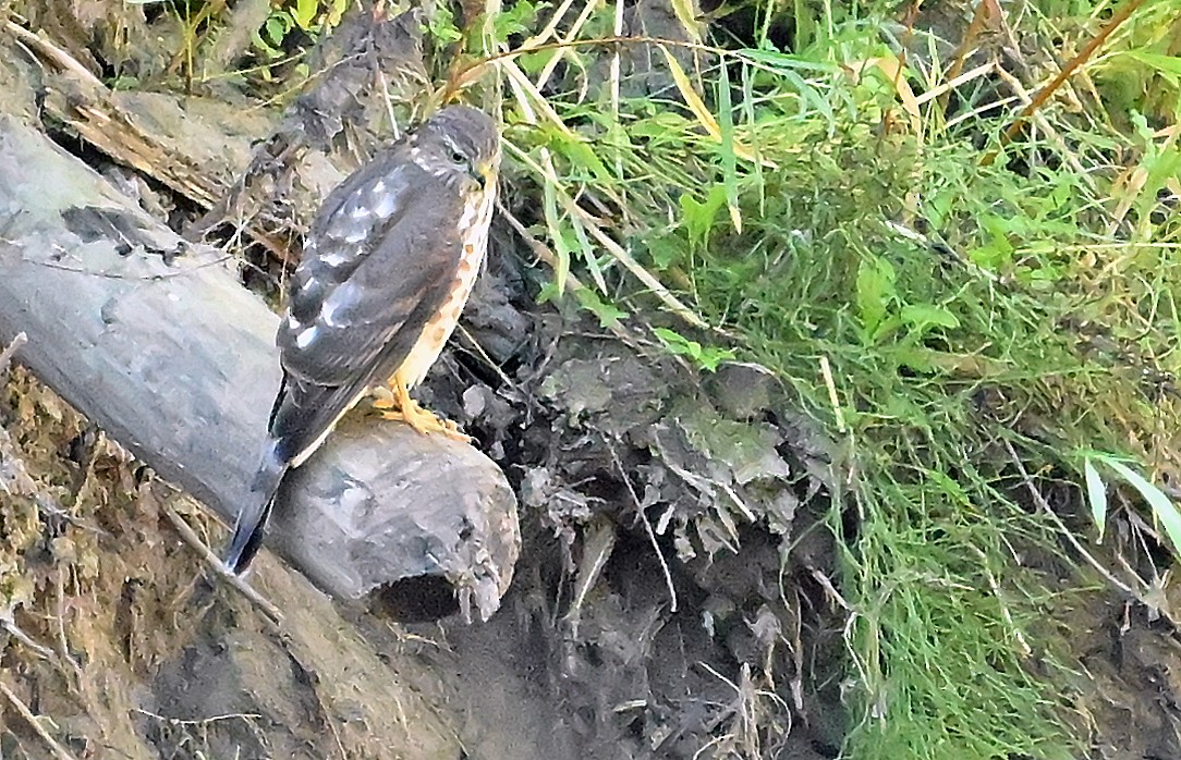 Sharp-shinned Hawk - ML643480839