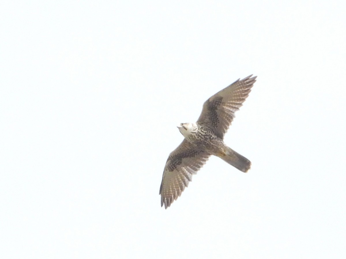 Saker Falcon - ML643480842
