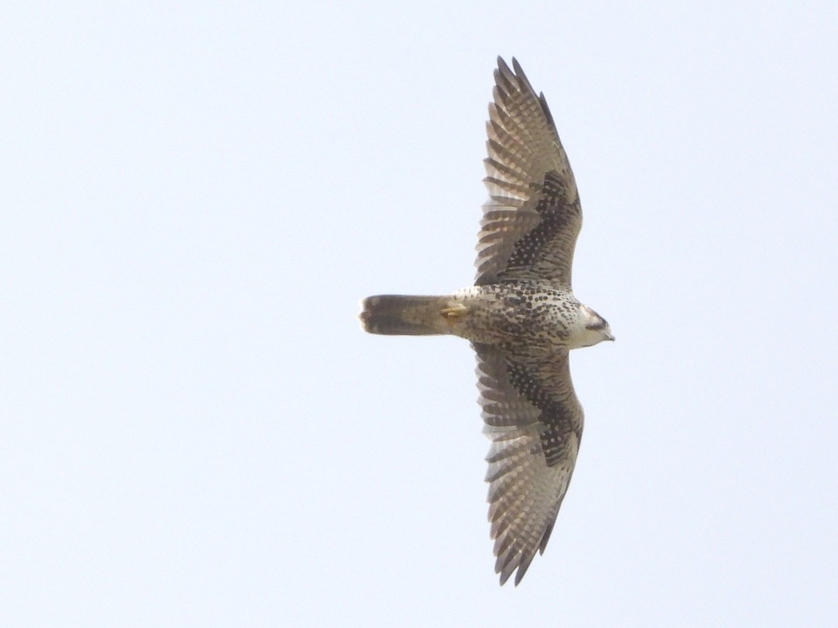 Saker Falcon - ML643480843