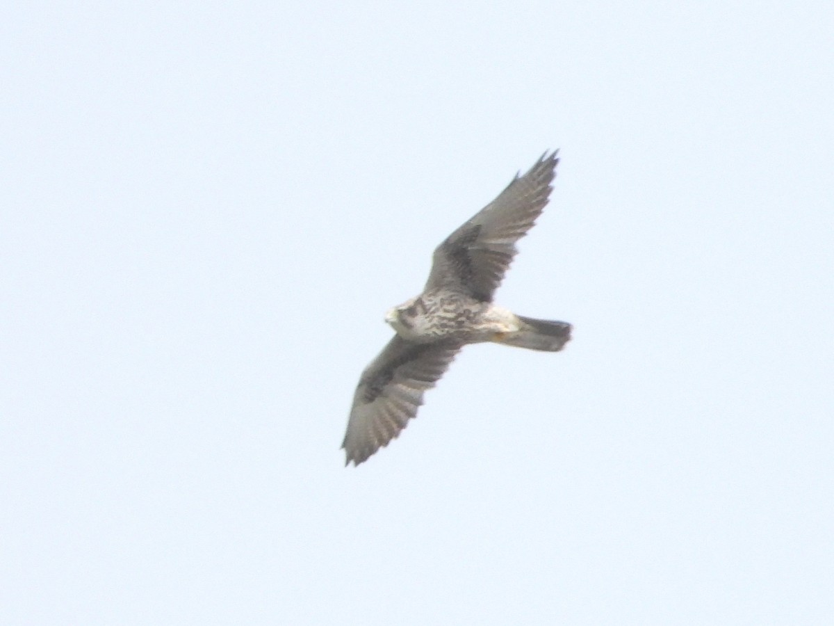 Saker Falcon - ML643480844