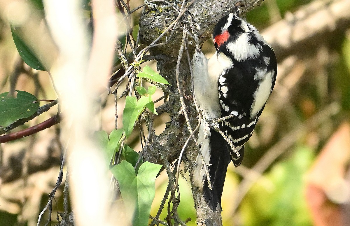 Downy Woodpecker - ML643480852