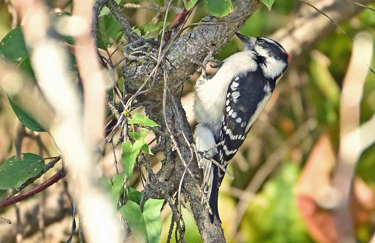 Downy Woodpecker - ML643480857