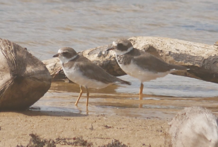 環頸鴴 - ML643480863