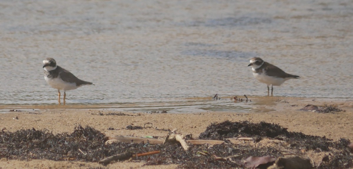 環頸鴴 - ML643480864