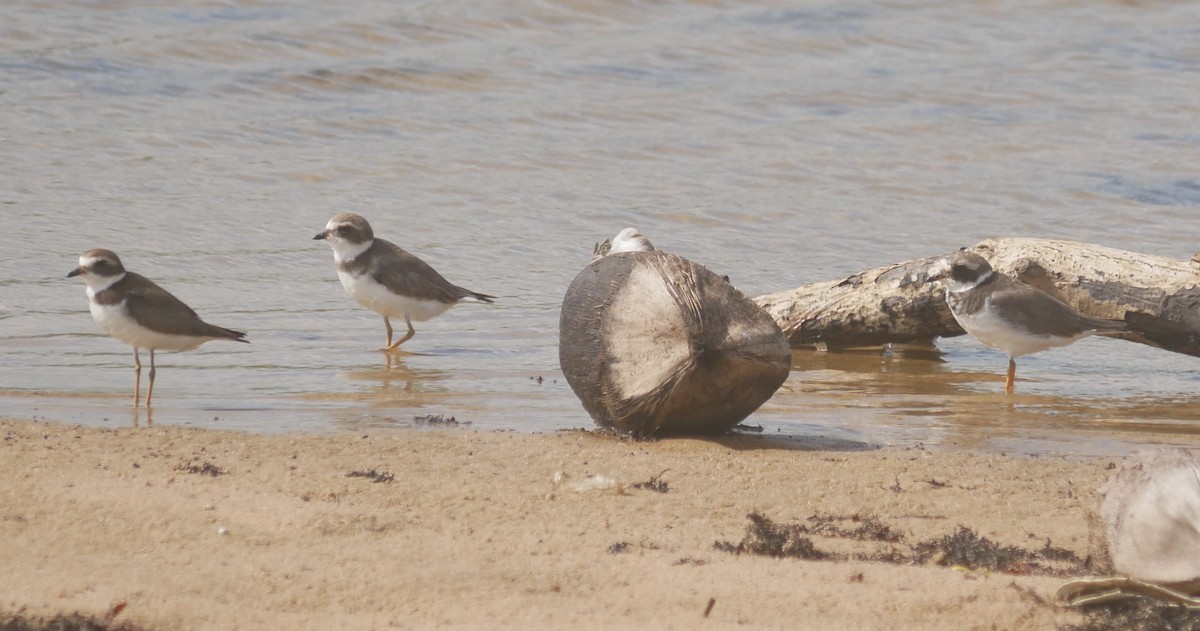 環頸鴴 - ML643480865