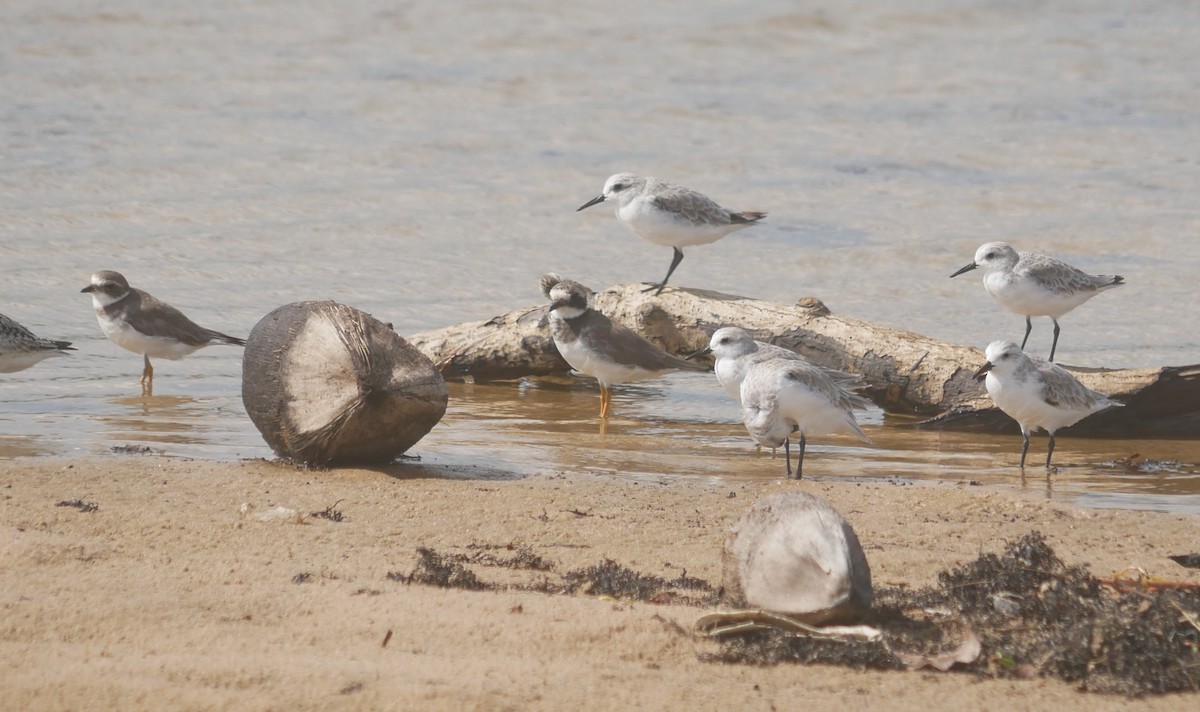 環頸鴴 - ML643480866