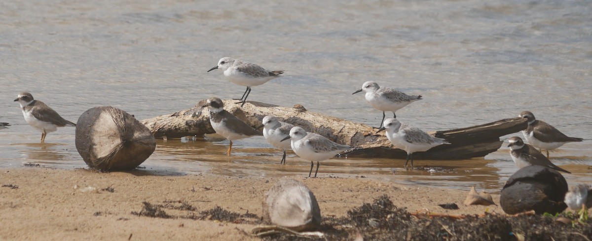 環頸鴴 - ML643480867