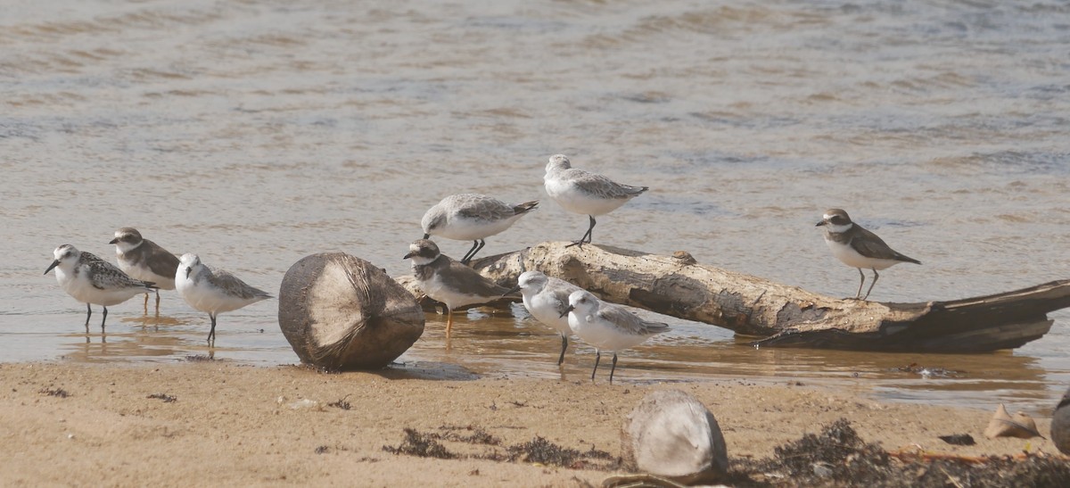 環頸鴴 - ML643480868