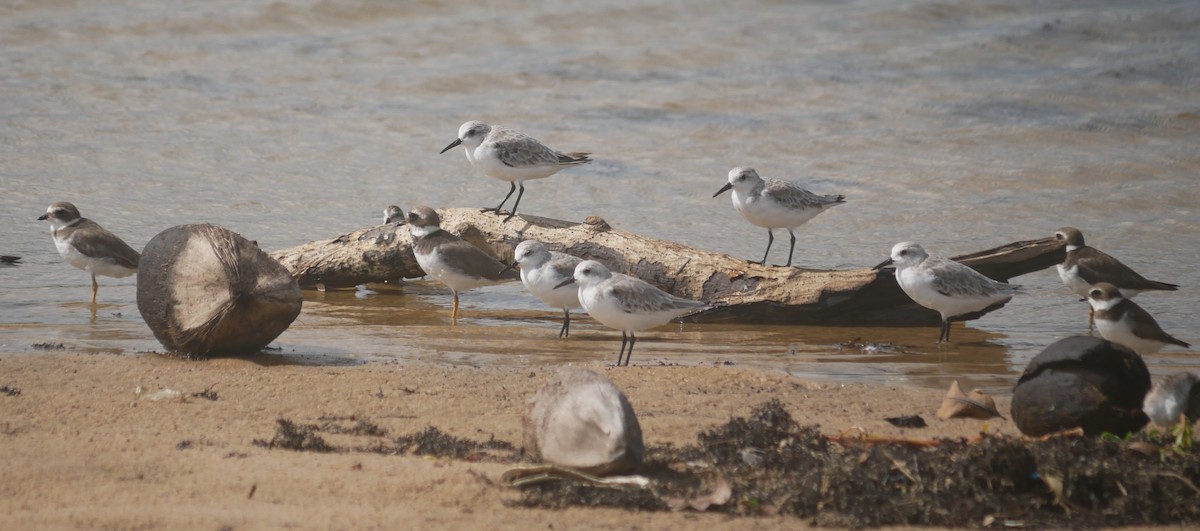 環頸鴴 - ML643480869