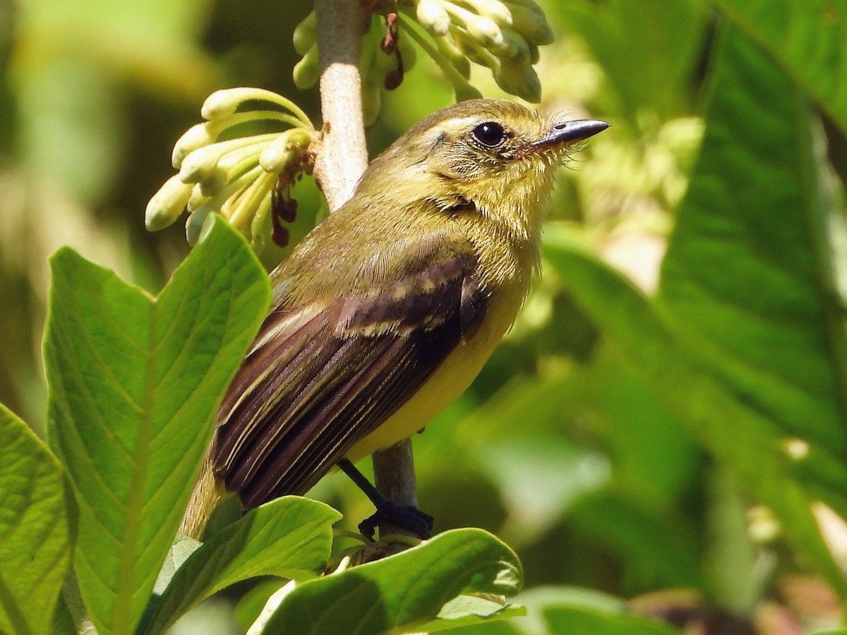 Yellow Tyrannulet - ML643480877