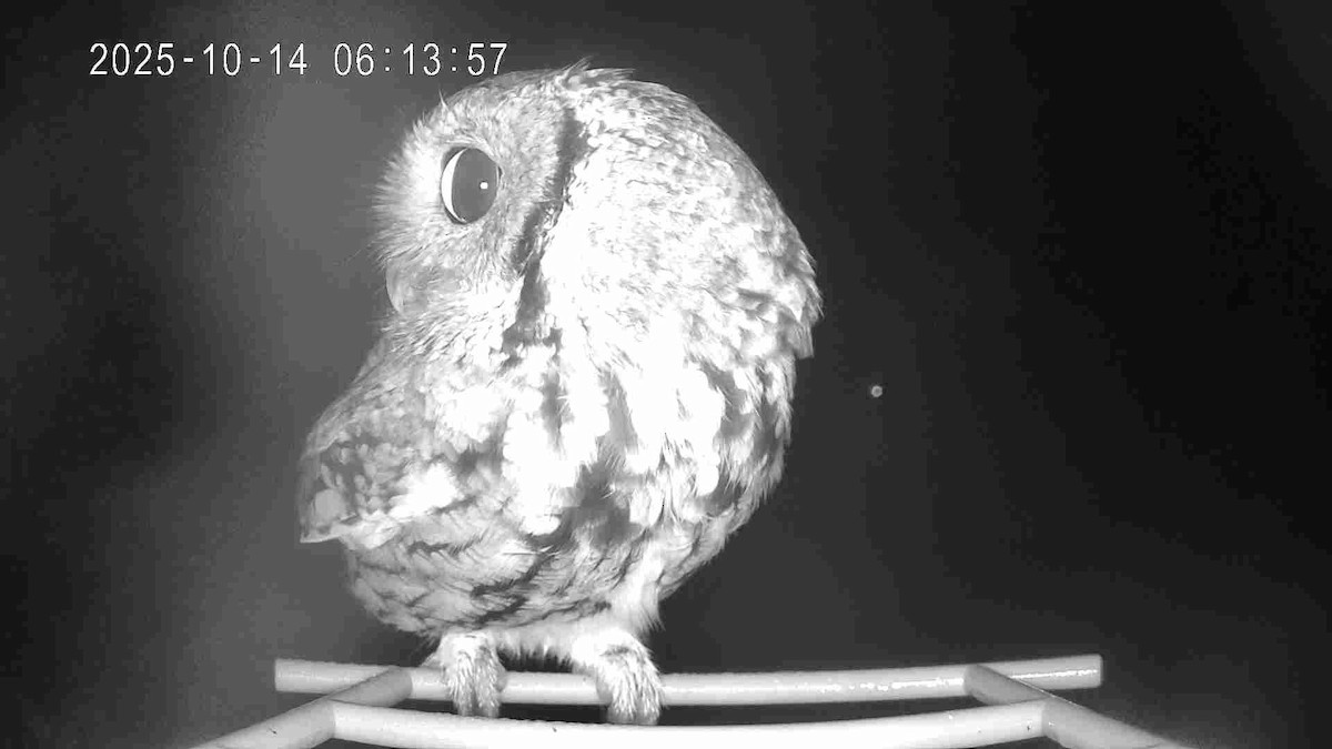 Eastern Screech-Owl - ML643480897