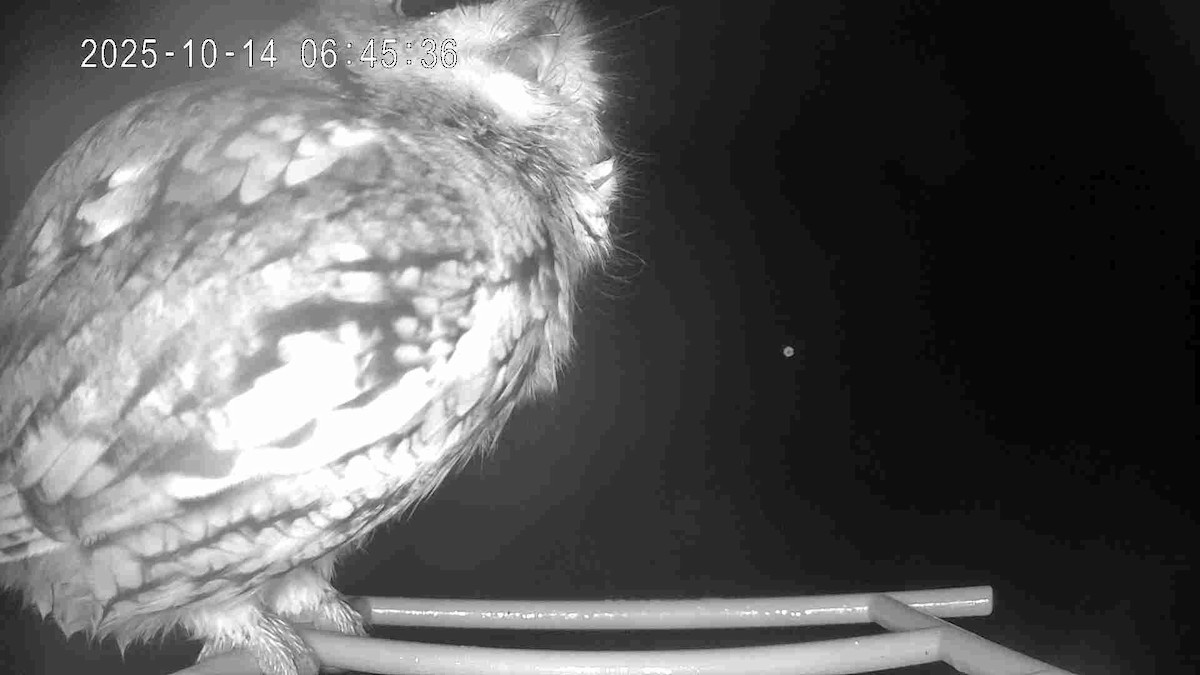 Eastern Screech-Owl - ML643480898