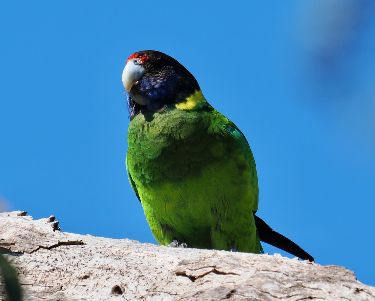 Australian Ringneck (Twenty-eight) - ML643480900
