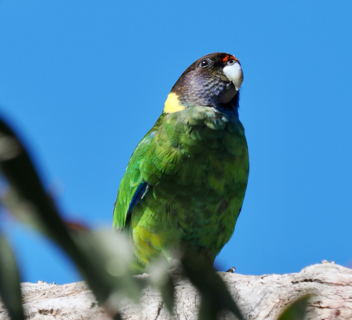 Australian Ringneck (Twenty-eight) - ML643480901