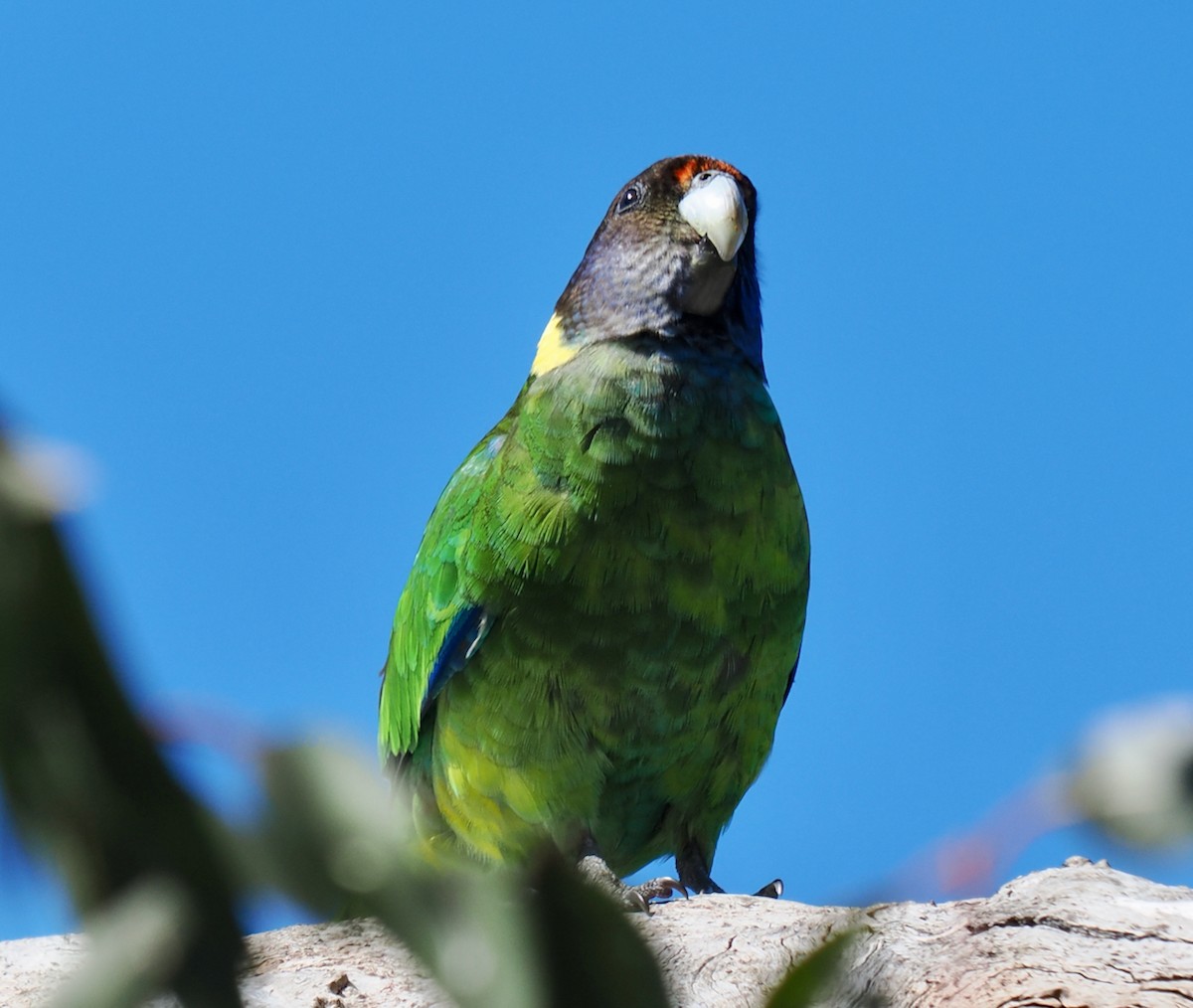 Australian Ringneck (Twenty-eight) - ML643480902