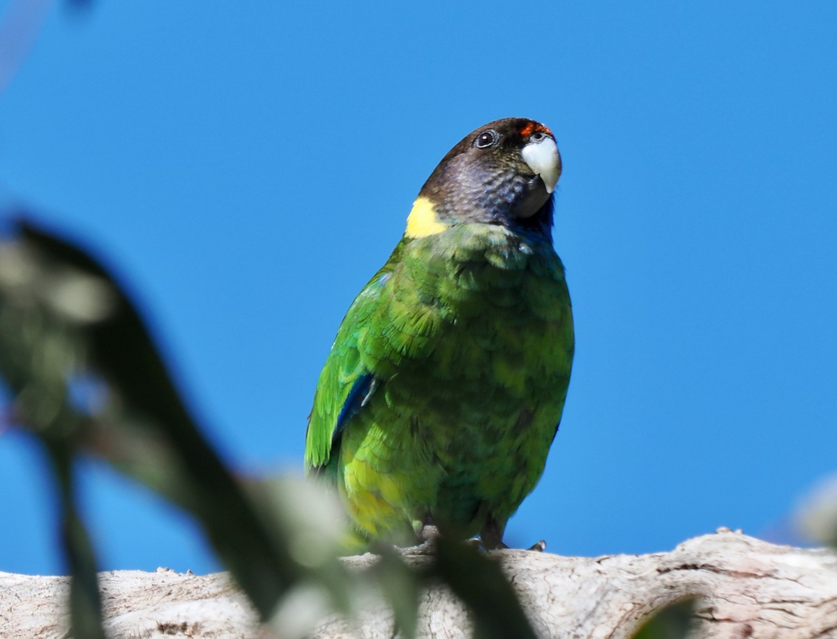 Australian Ringneck (Twenty-eight) - ML643480904