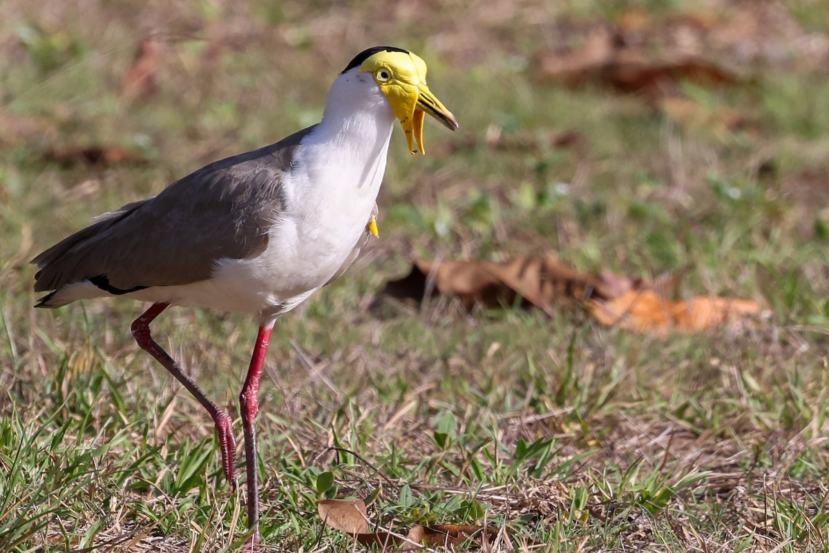 Masked Lapwing (Masked) - ML643480906