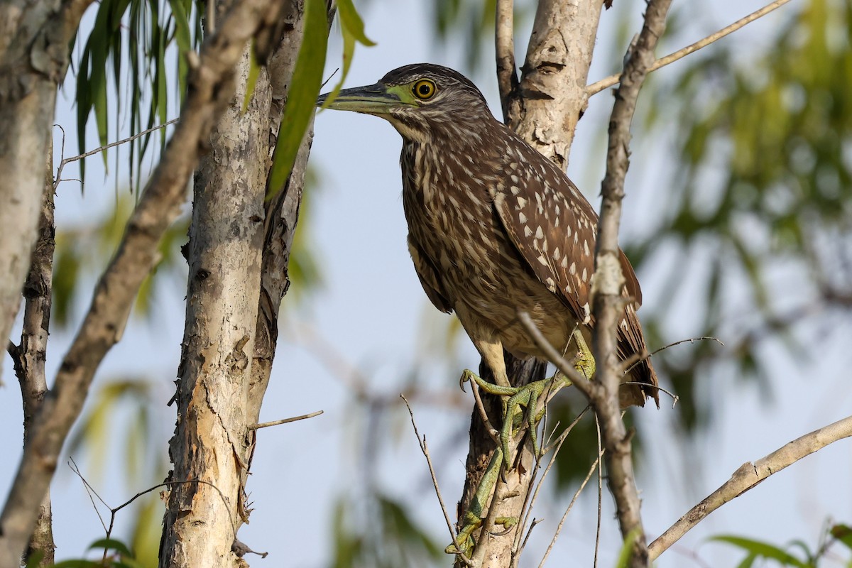 Nankeen Night Heron - ML643480913