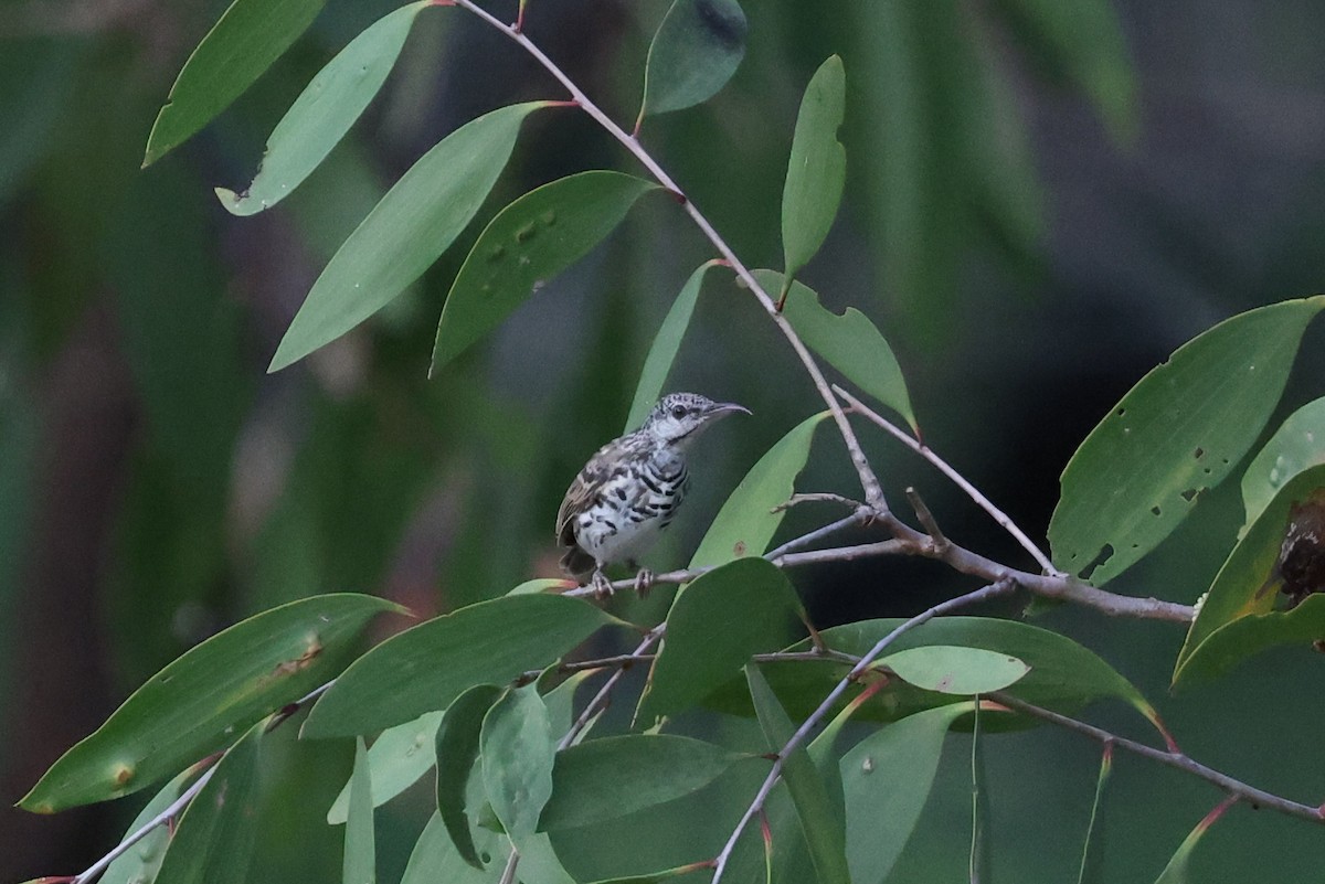 Bar-breasted Honeyeater - ML643480920